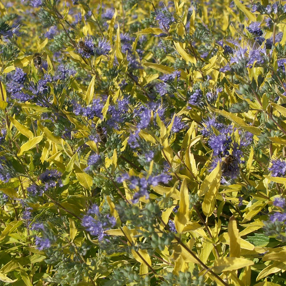 Caryopteris Worcester Gold 2 Caryopteris Worcester Gold – Image 2
