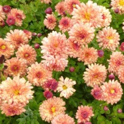 3 Chrysanthèmes Des Jardins Herbstbrokat