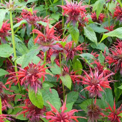 3 Monardes Cambridge Scarlet 1 3 Monardes Cambridge Scarlet
