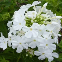 3 Phlox Paniculé Fujiyama