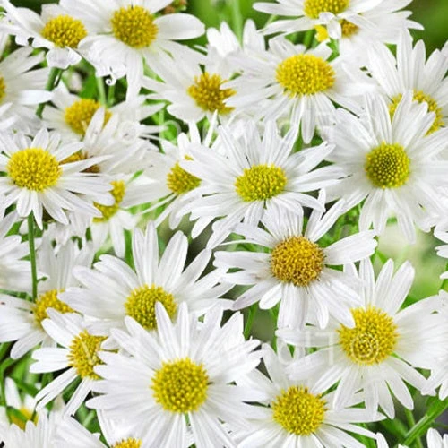 3 Kaliméris Alba 1 3 Kaliméris Alba