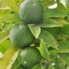 Citronnier Limettier