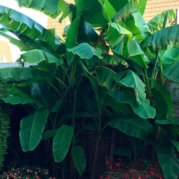 Bananier Du Japon 'Sakhalin' 2 Bananier Du Japon 'Sakhalin' – Image 2