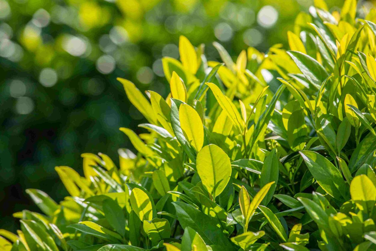 Tigeobleu Soldes Magasin -Tigeobleu Soldes Magasin haagplanten